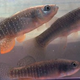 Illustration for article titled Back-Flipping Fish Look Before They Leap Across Land